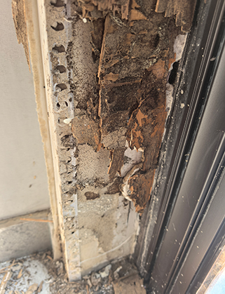 被白蚁破坏的门框