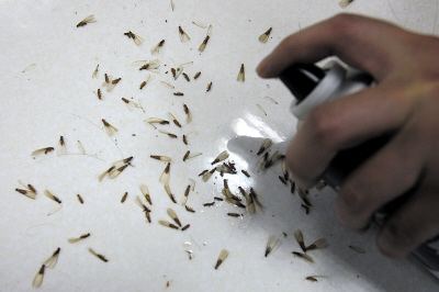 白蚁灭治